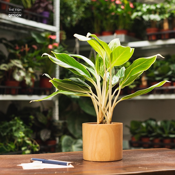 Chậu cây bạch mã hoàng tử | THE FISH SIZE L