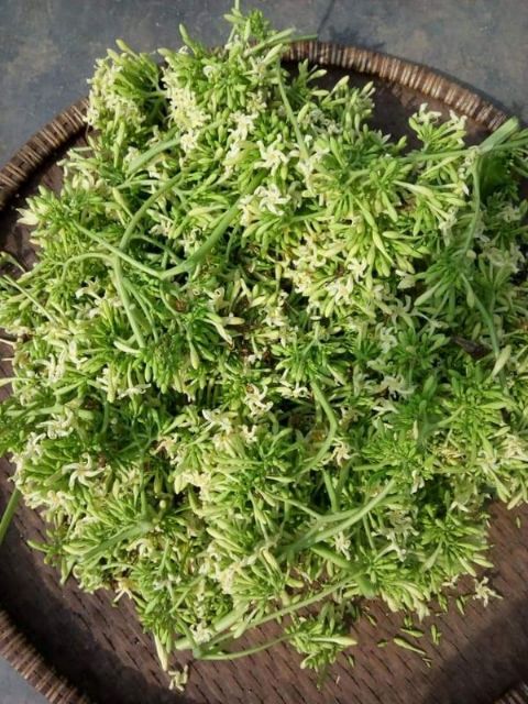 Hoa Đu Đủ Đực Khô Sấy Lạnh 500g - 1kg