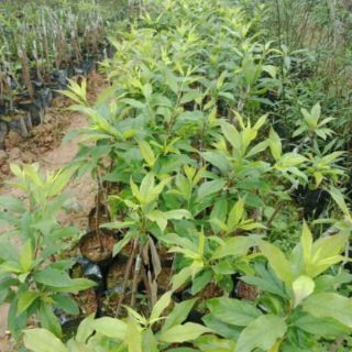 Cây giống mận hậu