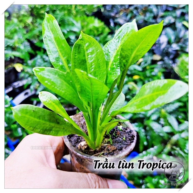 Cây Trầu Lùn tropica - cây thủy sinh siêu dễ trồng - không cần co2