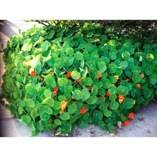 Hạt giống Hoa sen cạn mix 🌱
