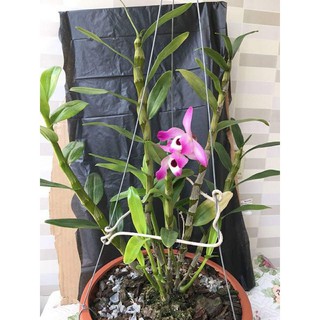{GIÁ TẬN GỐC } Dớn trắng (dớn mềm) chất trồng hoa lan 200g