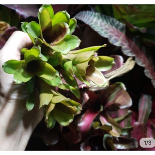 [Giá rẻ] Dứa Nam Mĩ đỏ mini