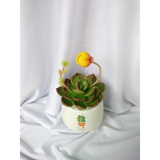 Chậu sen đá đất sét đường kính 10cm có hoa