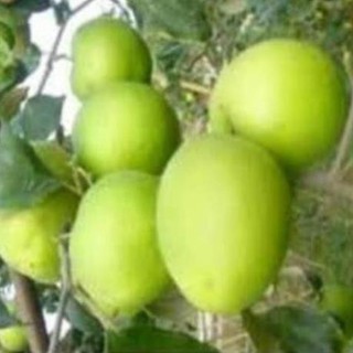 Cây giống Táo Đại: chuẩn giống F1 cho năng suất cao , cây đẹp, giống chuẩn