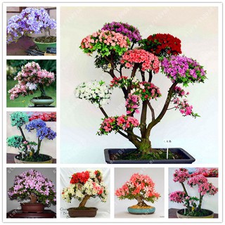 CÂY GIỐNG HOA ĐỖ QUYÊN NHẬT BẢN ĐỦ MÀU(10 MÀU)