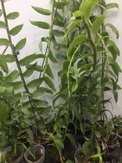 Hoa phong lan Đại Bạch Long hành đài
