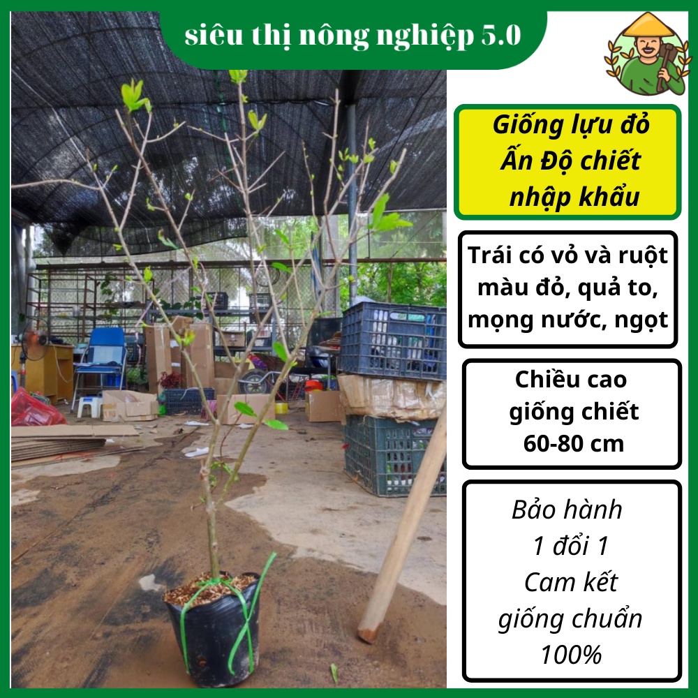 Cây Giống Lựu Đỏ Ấn Độ Nhập Khẩu, giống lựu đỏ tại đại học Nông Nghiệp, cây lựu đỏ nhập khẩu cao 60cm - 80cm