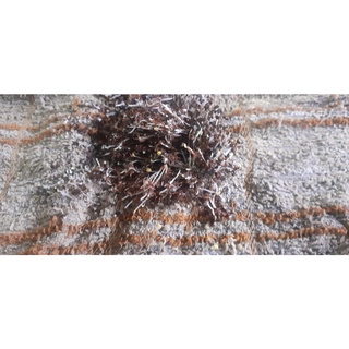 50 gram hạt giống bạch đàn trắng