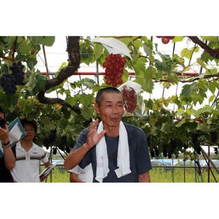 Hạt giống Nho Ruby Roman 5 hạt