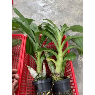 Lan thiên nga đen cây lớn
