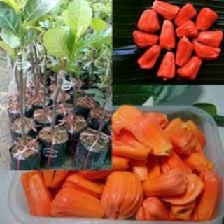 Com bo  cho khách 1 cây mít ruột đỏ, 1 cây mít thái siêu sớm.