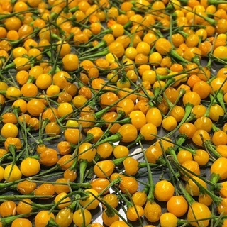 Ớt Charapita - Peru đắt nhất thế giới (15 hạt)