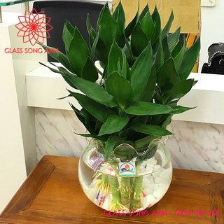 Bình thủy tinh nuôi cá để bàn,chậu cá thủy tinh mini,bình thủy tinh trồng cây thủy sinh b20