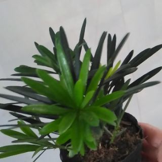 Cây vạn niên tùng