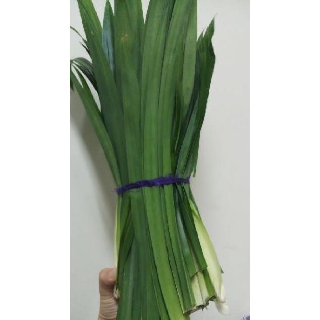 Trà lá dứa (lá nếp thơm) 100g