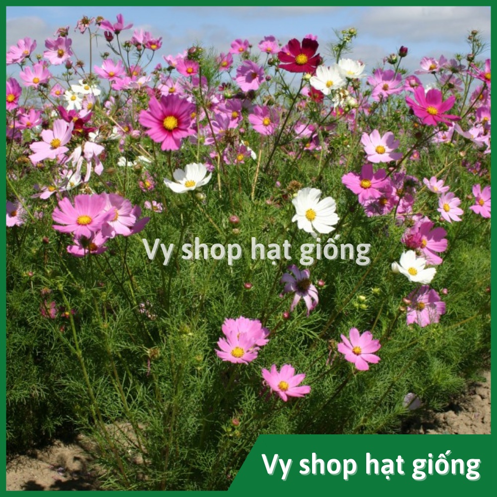 100gr hạt giống sao nhái  mix 18 màu - khoảng 10.000 hạt