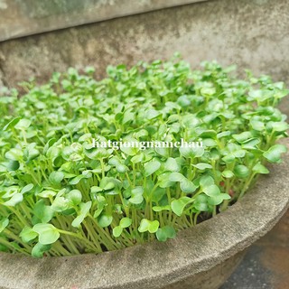1KG - HẠT GIỐNG RAU MẦM CẢI NGỌT NĂM CHÂU