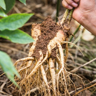 SIÊU HOT - Bộ 5 gói hạt giống nhân sâm Hàn Quốc