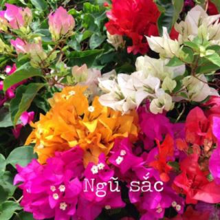 CHUẨN Cây hoa giấy nhiều màu