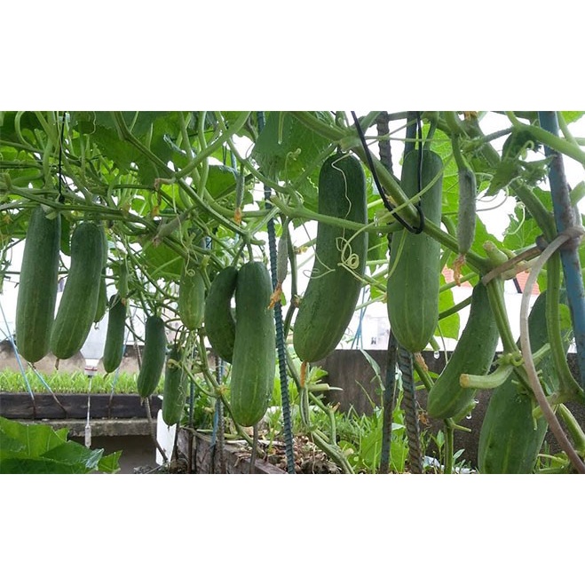Gói 50 hạt giống dưa chuột thái F1 quả lớn giòn ngọt dễ trồng kháng bệnh tốt cửa hàng hạt giống tốt 95