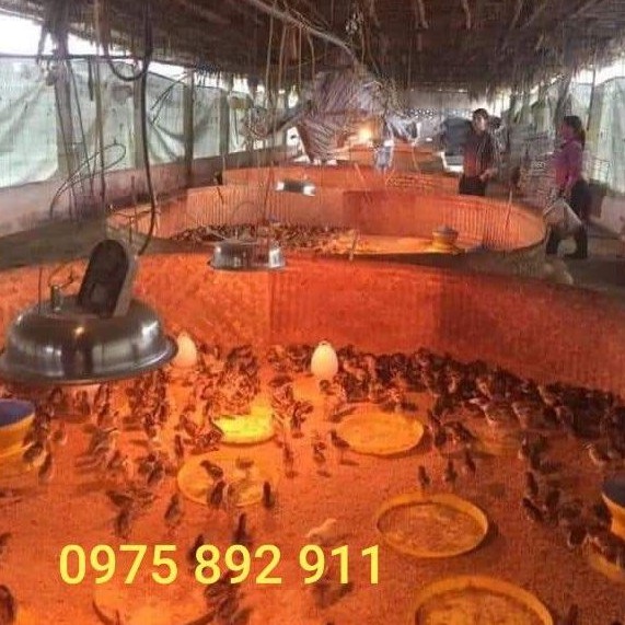 combo 10 bộ - Bóng úm các bon cho gà vịt heo