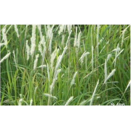1kg rễ cỏ tranh khô  hàng loại 1