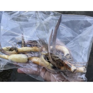combo 2 củ sen đỏ huyết,ánh dương