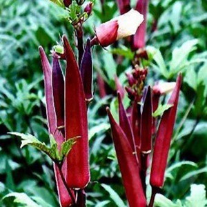 HẠT ĐẬU BẮP CÀ BẮP ĐỎ CAO SẢN - GÓI 10 HẠT