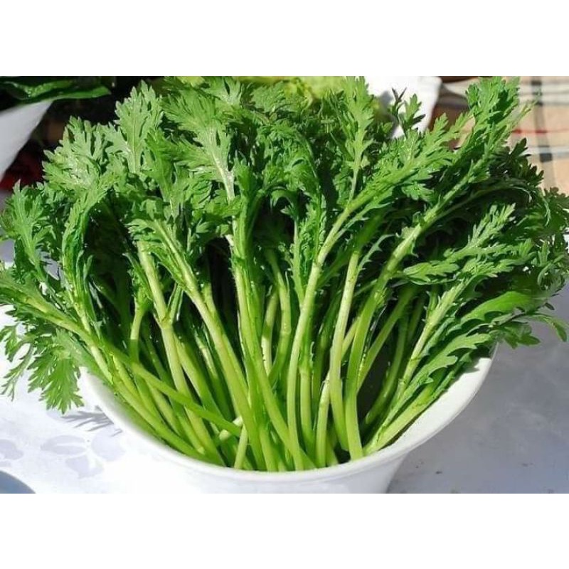 Hạt Giống Rau Cải Cúc f1  🤗 Siêu Nảy Mầm 🥬 năng suất cao