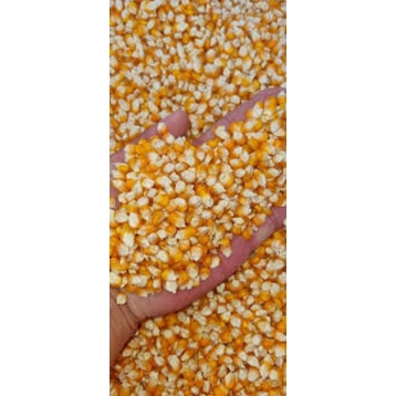 1kg bắp nguyên hạt cho chim, gà, cá, hoặc làm trang trí