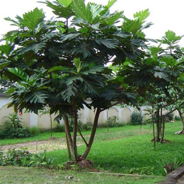 Cây Sake.... Sáp....siêu trái....1m50☆☆☆☆☆