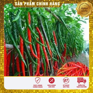 Hạt Giống Ớt Sung Dài F1 ( Ớt đậu đũa)