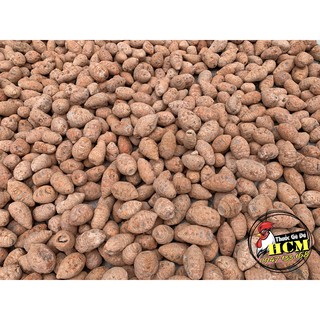 Củ Nghệ Đỏ (Nghệ Xà Cừ) Cho Gà Đá Cao Cấp