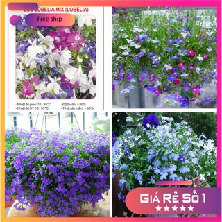 Hạt giống hoa Cúc Lobelia Nhiều màu - 50 hạt LUCKY.VN