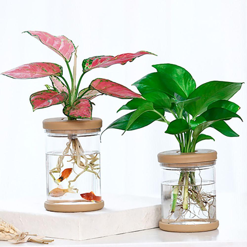 Chậu cây thủy canh SJJL trong suốt bằng nhựa resin nhỏ xinh trang trí nhà cửa / sân vườn