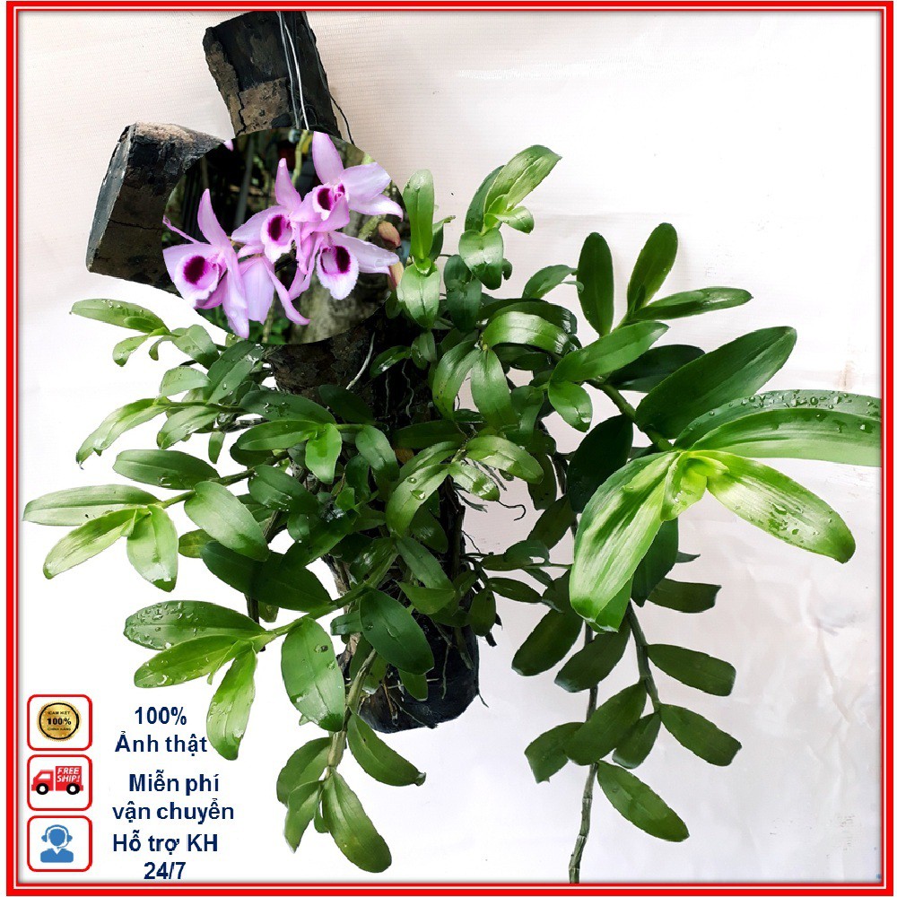 Cây Giống Hoa Lan Phi Điệp Hoà Bình, Lan Giả Hạc, Thân Dài 15-20cm