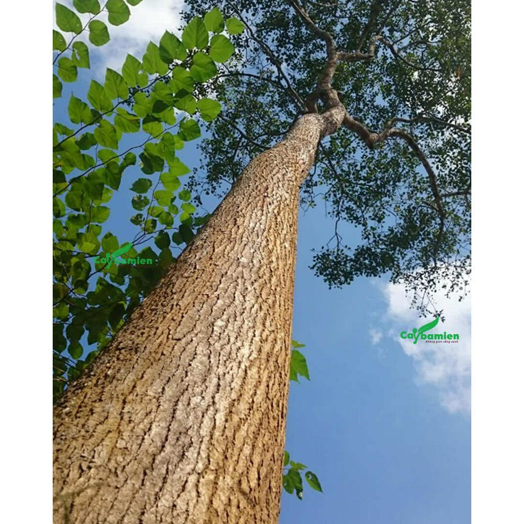 Cây giống Gù Hương , cây xá xị  cao 15-20 cm