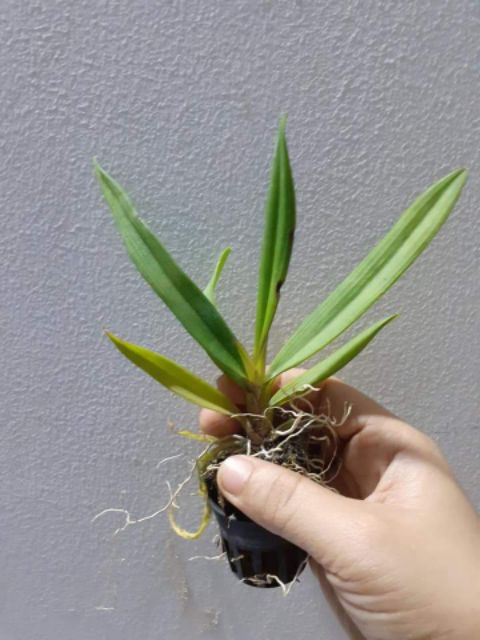 Hoa lan vũ nữ peru