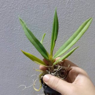 Hoa lan vũ nữ peru