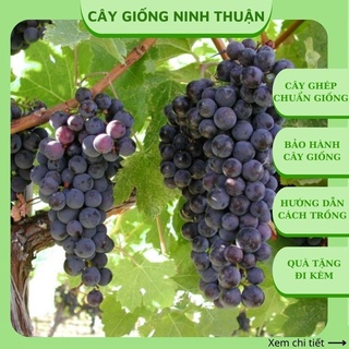 Cây nho giống Enden lùn Pháp trồng chậu leo giàn sân thượng ND06