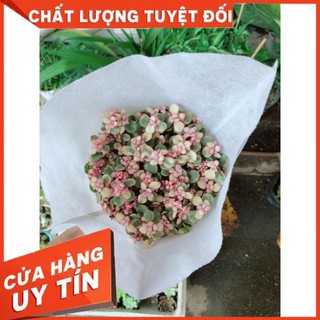 Sen Đá Đô La Hồng Trắng