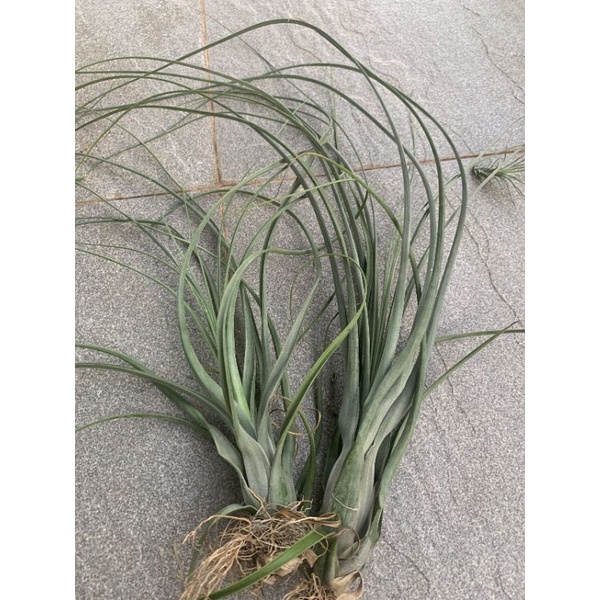 Cây không khí Balbisiama