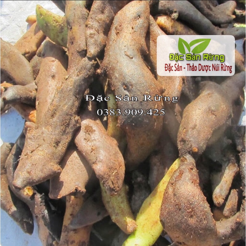 Cốt Toái Bổ  khô thái lát - Vàng đẹp