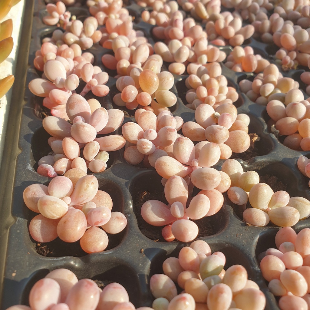 Sen đá sỏi hồng size mini FREE SHIP Xuất xứ Đà Lạt, đã thuần khí hậu