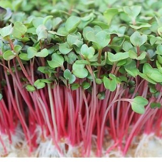Hạt giống Mầm củ cải đỏ đỏ 30gram