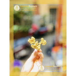 Chùm hạt tiêu | LU