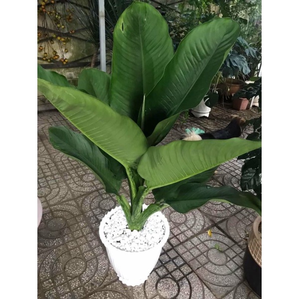 Cây đại phú gia