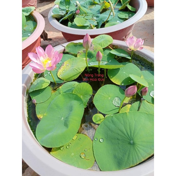 Sen Mini medow dòng sen mini siêu nụ