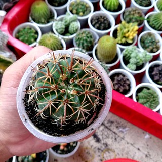 Xương rồng melo